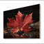 Canada Canada, fierté canadienne III sur bois-953260252