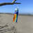 Orca Whale 40" Windsock