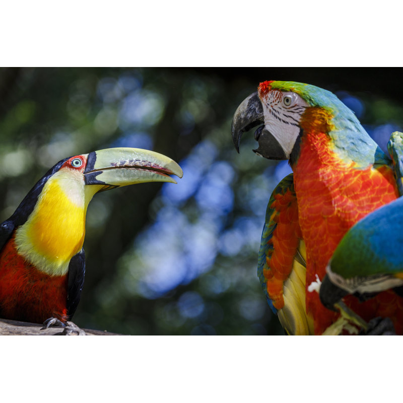 Toucan And Parrot Macaw by Agustavop - Wrapped Canvas Print, 51cm H x 76cm W x 3.8cm D