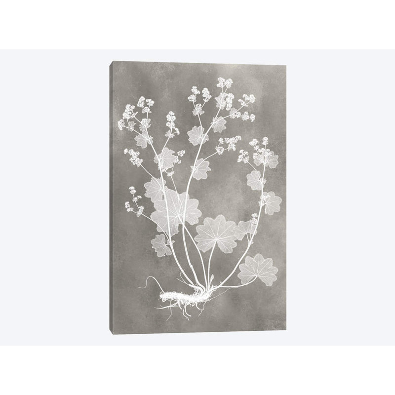 «Herbarium Study I», impression sur toile tendue, H 26 po x l 18 po x P 1,5 po
