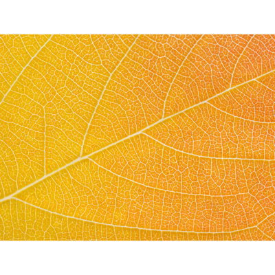" Autumn Leaf " by Philippe Monthoux