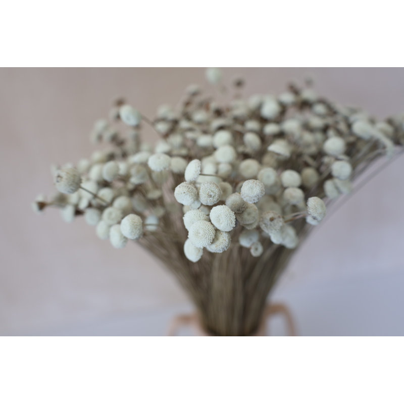 Bouton floral séché
