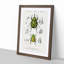 Beetle Illustrations PL.5 by Charles D'Orbigny - Single Picture Frame Print-55543934-55543936