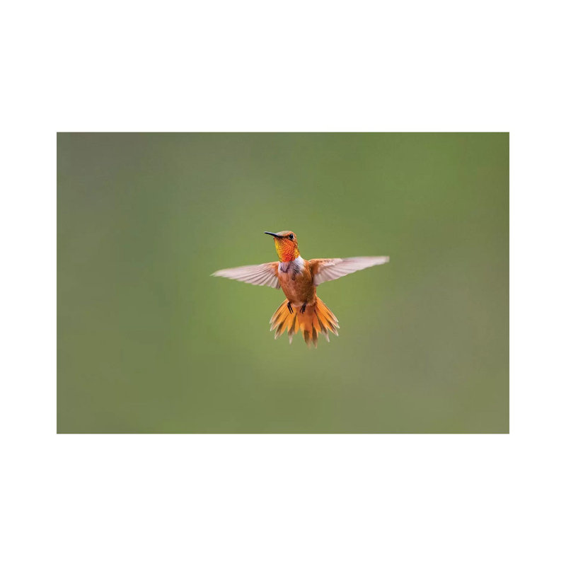Rufous Humming Bird (Selasphorus Rufus). by Larry Ditto - Wrapped Canvas Print, 20.32 cm H x 30.48 cm W