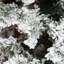 9' Green/White Pine Artificial Christmas Tree-122659480