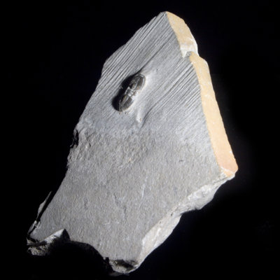 Agnostida fossile. Delta, Utah