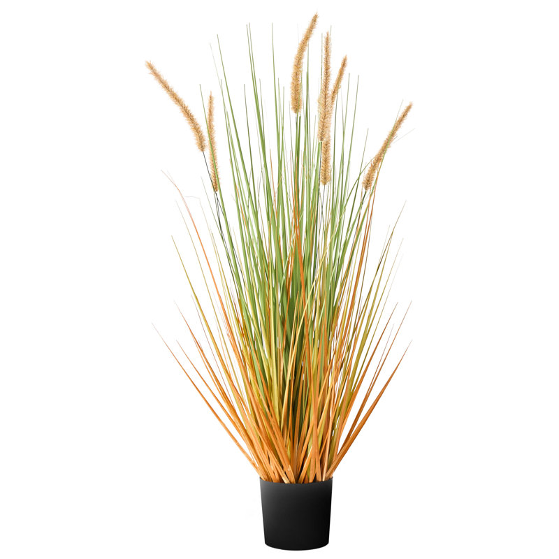Annleigh 90cm Plant