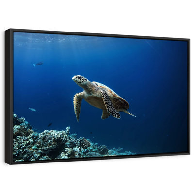 Turtle Adventure Canvas Print