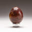 Petrified Wood Egg-124930745-124930765