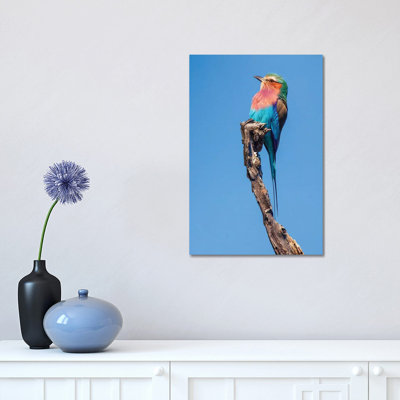 Hummingbird Sight by Jimmyz - Wrapped Canvas Print
