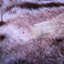 Couverture Croyd