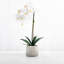 Artificial Orchid Plant-1709654827