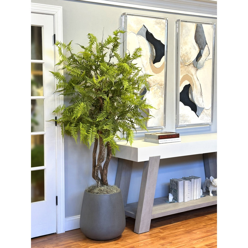 Manila Mountain Fern Tree in Fiberstone Pot