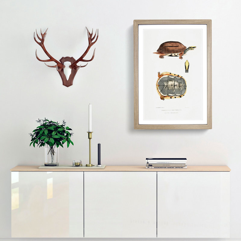 Three Banded Box Terrapin by John Edward Gray - Framed Print, 48cm H x 36cm W x 2cm D, Oak Framed
