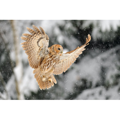 " Landing Tawny Owl " by Sduben