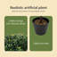 50cm Plant