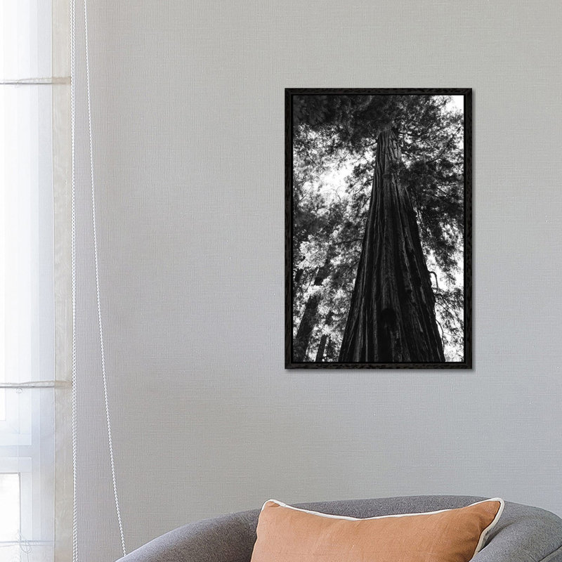 Redwood Forest XVI by Bethany Young - Print on Canvas, 66.04cm H x 45.72cm W x 3.81cm D, Black Framed