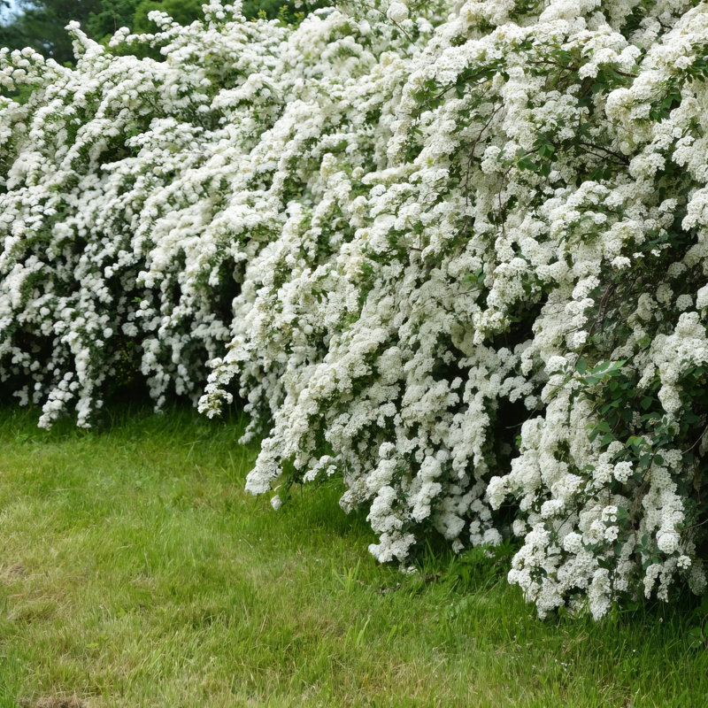 3 gal. Spirea Reeves