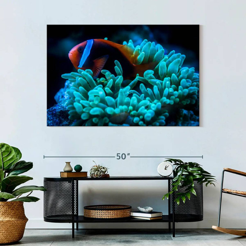 Brampt Tomato Clownfish, 32" H x 48" W