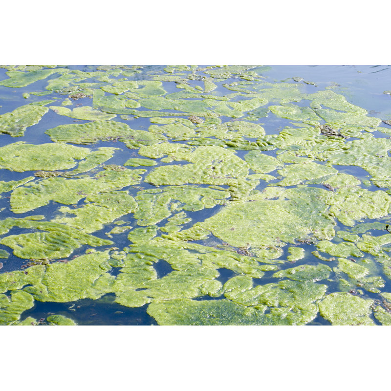 Marayah Algae Floating In Pond par - Photographie de toile tendue, H 20 po x l 30 po