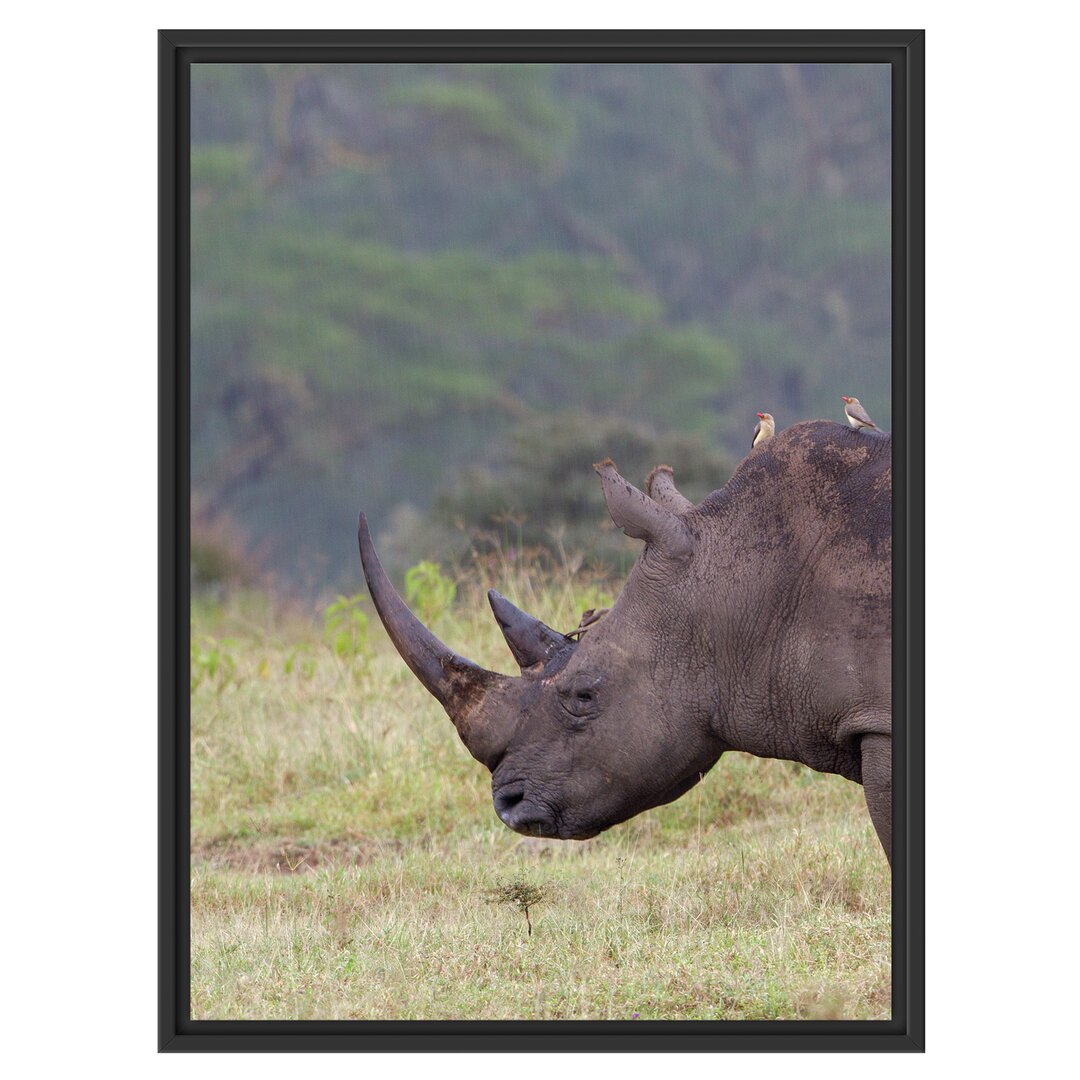 Gerahmtes Wandbild großes Nashorn in der Savanne