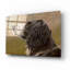 «Dog Wander» par John Silver-26152025