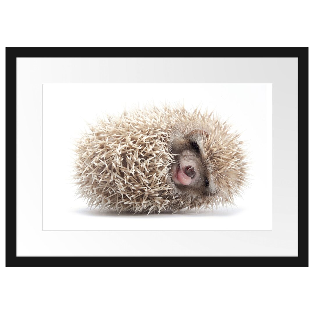 Gerahmtes Poster Kleiner niedlicher Baby Igel