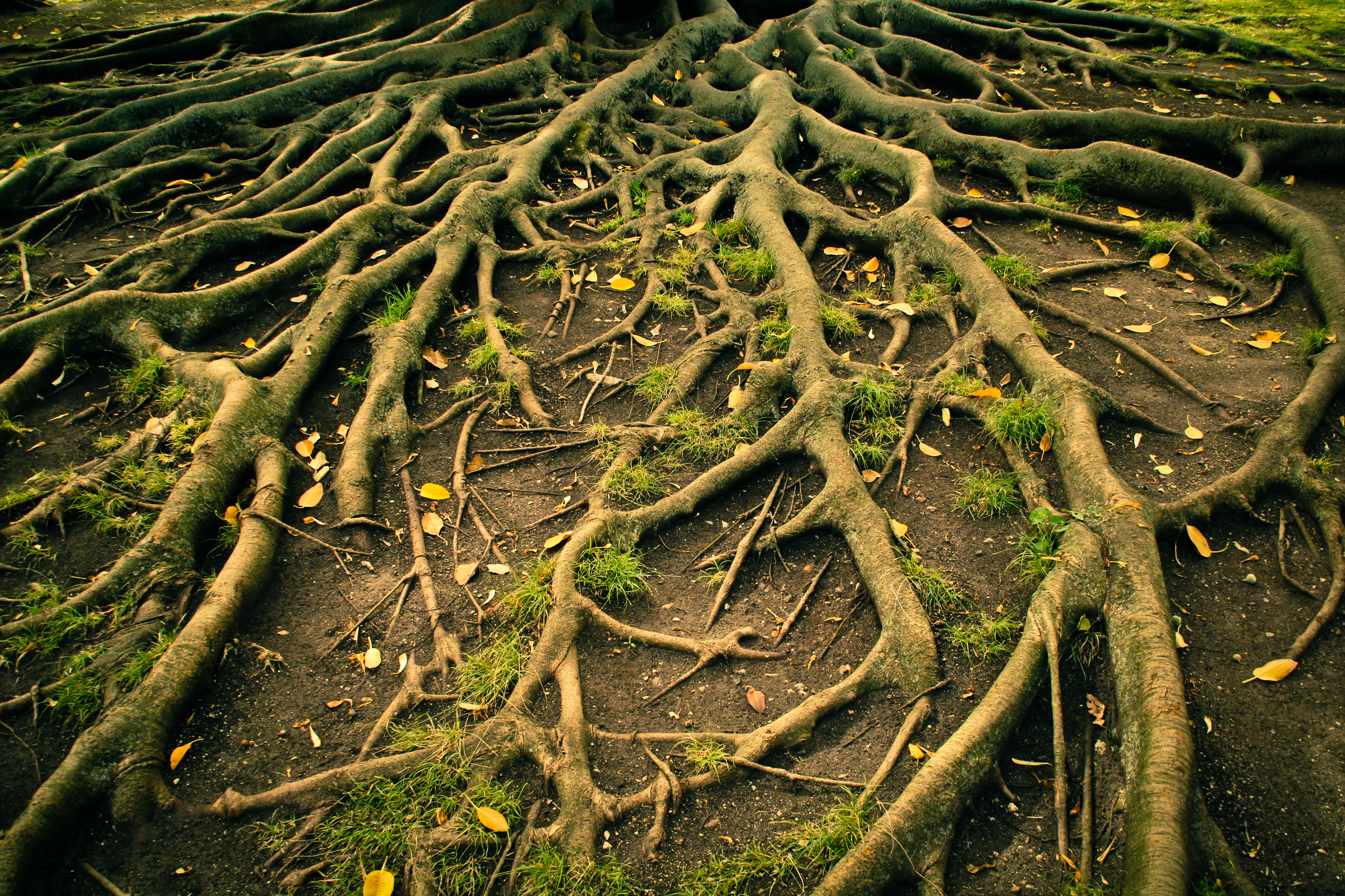 I'm Roots Millwood Pines Tree Roots - Wrapped Canvas Photograph | Wayfair