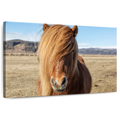 Icelandic Horses In The Countryside VII