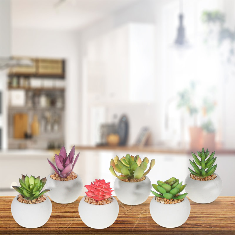 Centre de plantes succulentes en pot