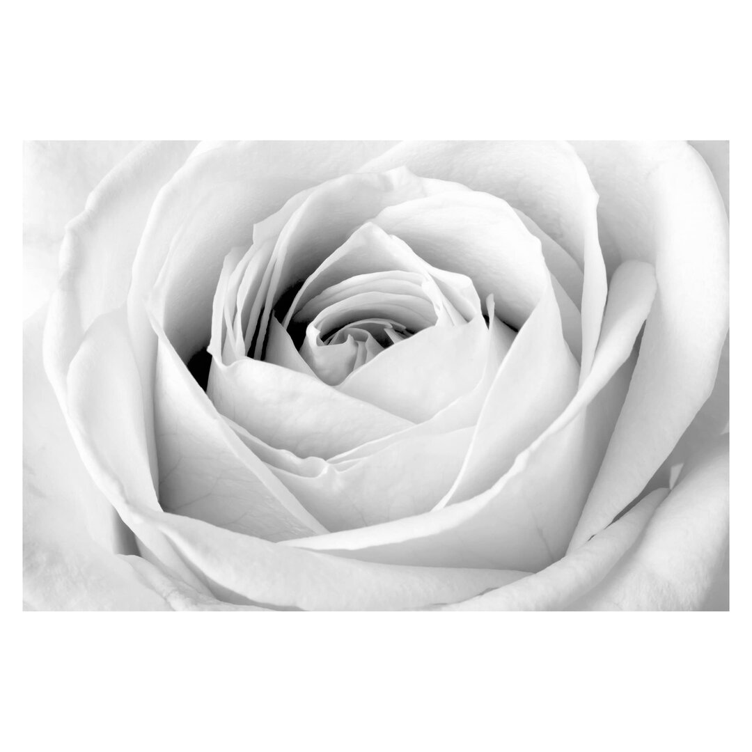 Matt Fototapete Close Up Rose 2,55 m x 384 cm