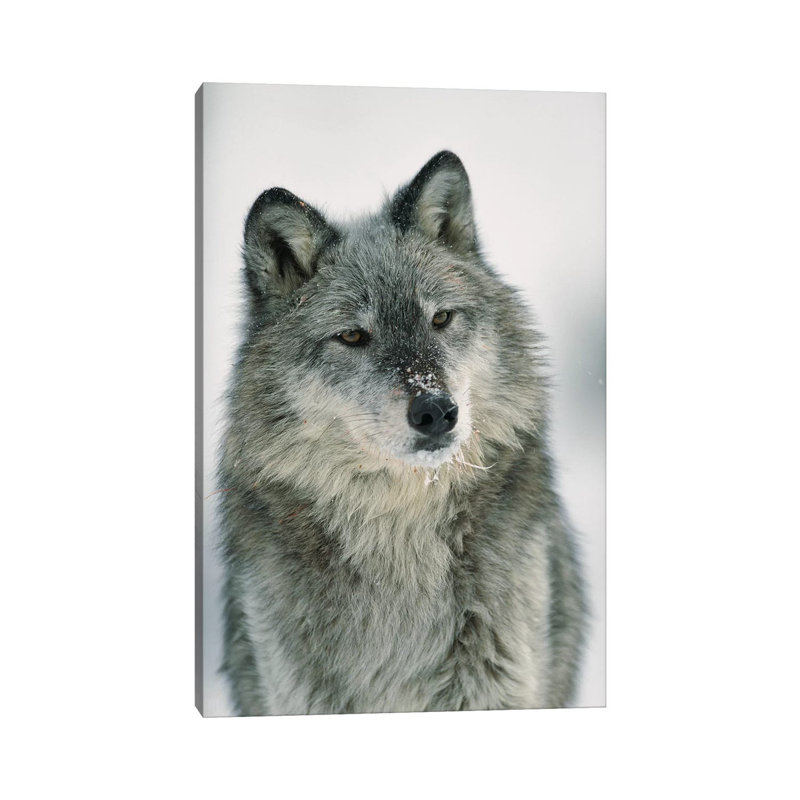 Timber Wolf With Snow On Muzzle, Montana by Tim Fitzharris - Wrapped Canvas Print, 101.6 cm H x 66.04 cm W x 1.91 cm D