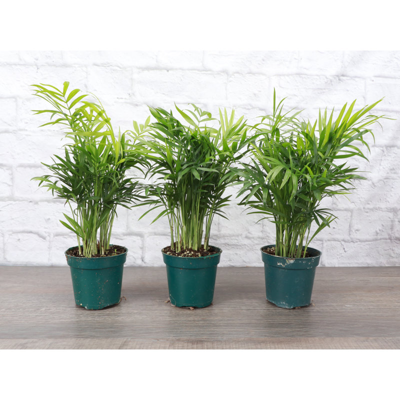 Live Parlor Palm Plant Set