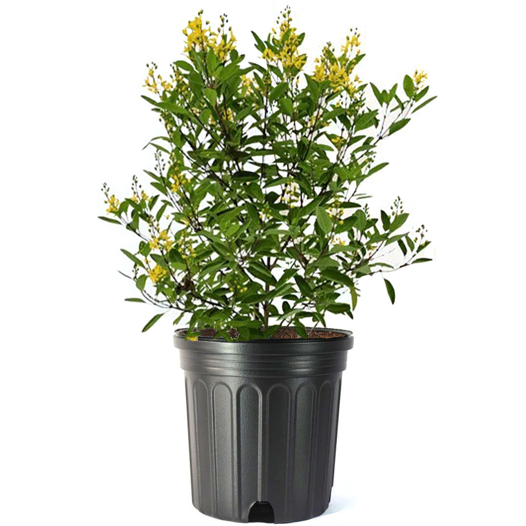 American Plant Exchange Golden Thryallis, 10-Inch Pot, Butterfly Attracting, Flowering, Evergreen Shrub, Outdoor Zones 8-11 American Plant Exchange