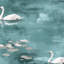 Murale Swans