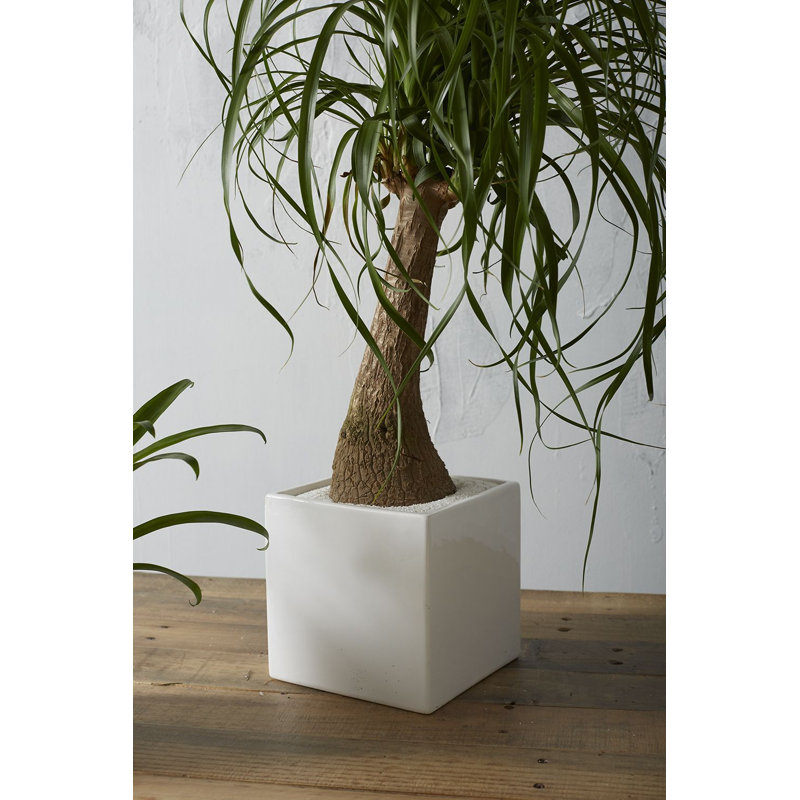 Pot à fleurs en céramique Demetria, Blanc, H 6,25 po x l 6,25 po x P 6,25 po