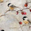 Oiseaux, papier peint, branches, papier peint amovible, double rouleau