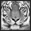 Tigre par Photoinc Studio - photographie-1487011644-1487011645