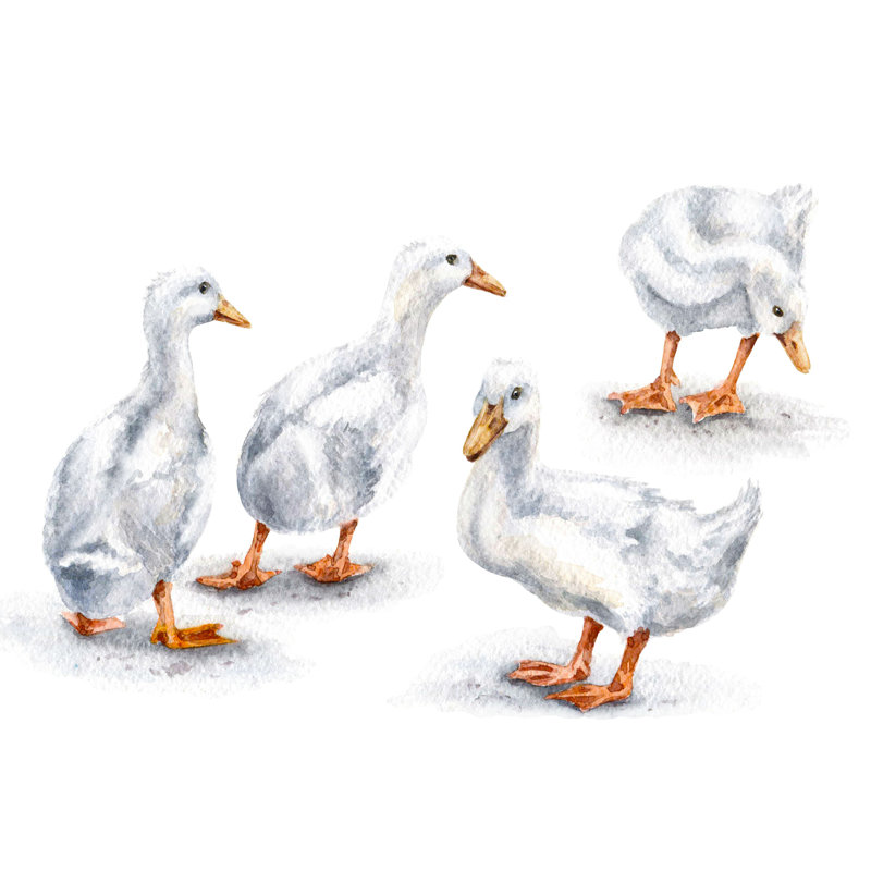 «Group of White Ducks» par Val Iva - peinture sur toile tendue, H 8 po x l 12 po x P 1,25 po