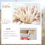 Wym 17cm Pampas Grass Grass
