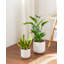 HDHPOT Ceramic Pot Planter