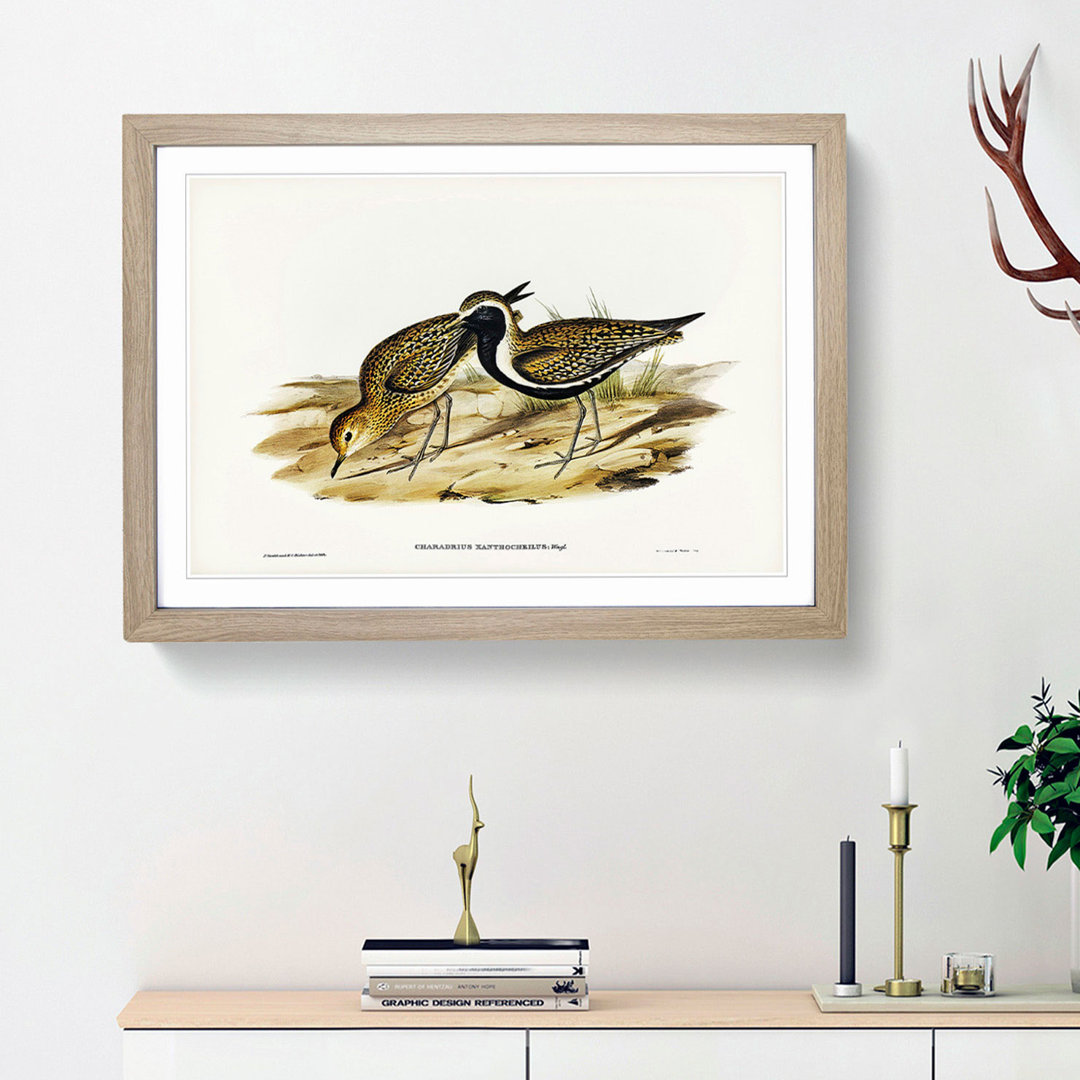 Australian Golden Plover by Elizabeth Gould - Framed Print