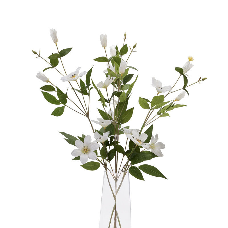 Anastasija Arrangement