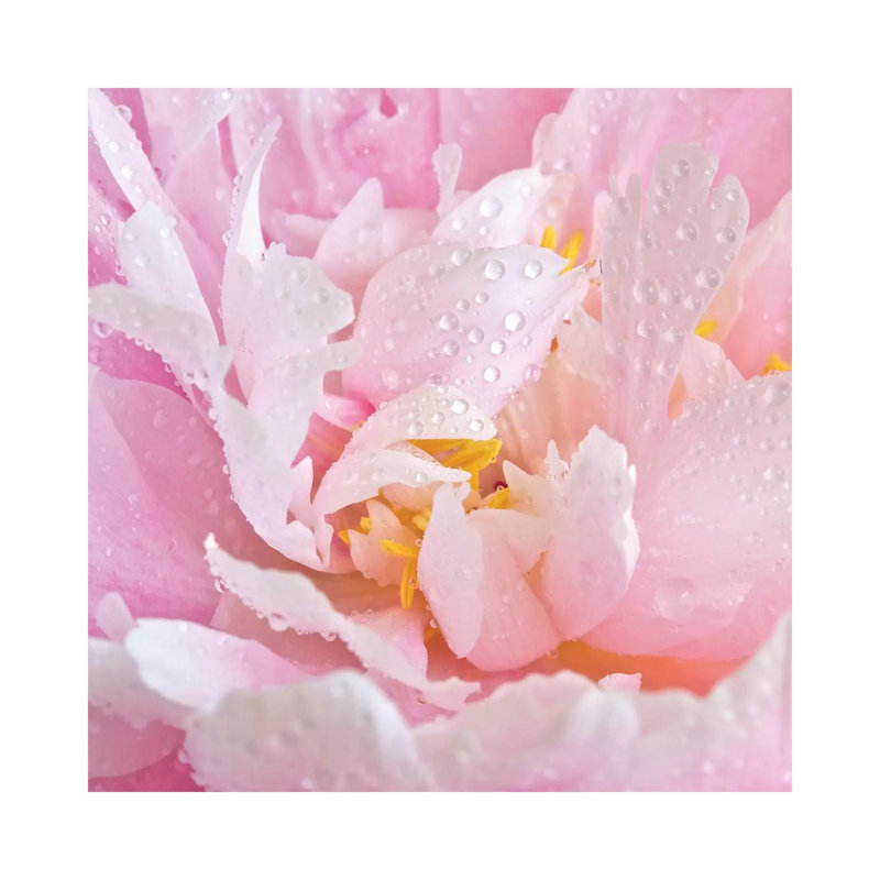 Peony Unfurled - Wrapped Canvas Print, 30.48 cm H x 30.48 cm W
