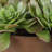 Uttermost Sable Succulent Accent In Pot