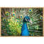 Plumes vibrantes d'oiseaux paon émeraude sur toile-93629031-93629032