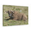 Art mural majestueux Buffalo-386752819