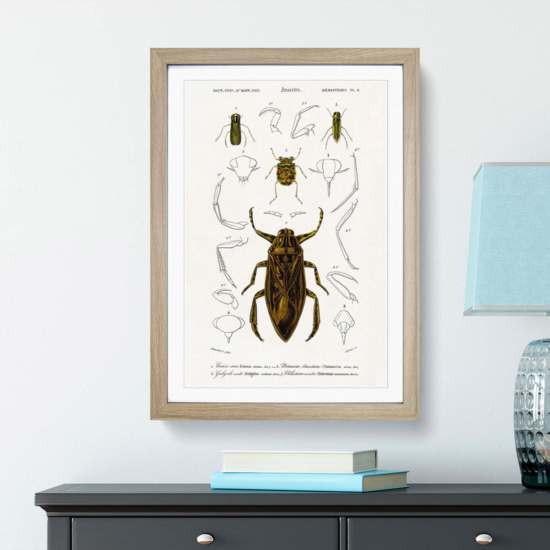 Beetle Illustrations PL.4 by Charles D'Orbigny Framed Print, 63cm H x 45cm W x 2cm D, Oak Framed