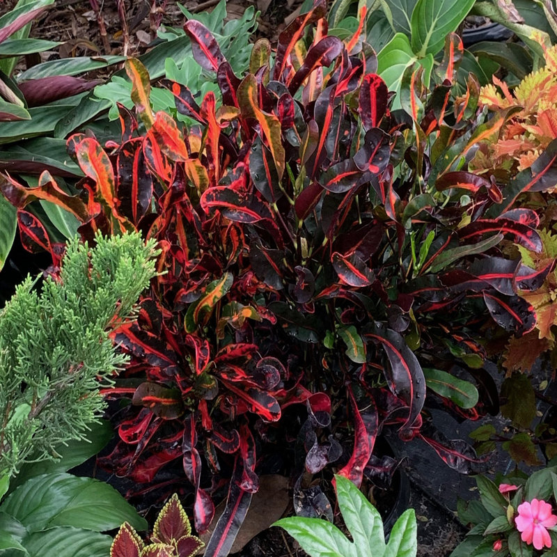 OnlinePlantCenter Live Foliage Plant in Pot
