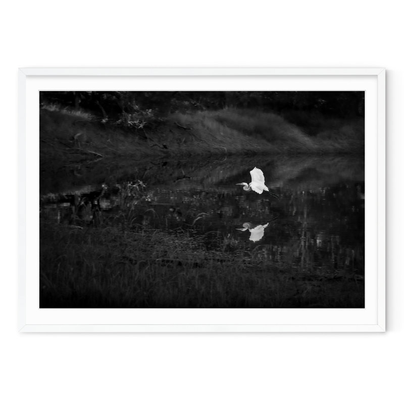 Snowy Egret, 34.5" H x 47.5" W, White